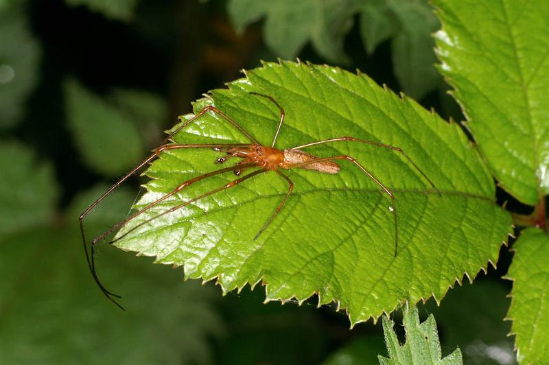 Tetragnatha_montana_D4966_Z_90_Les Gris_Frankrijk.jpg